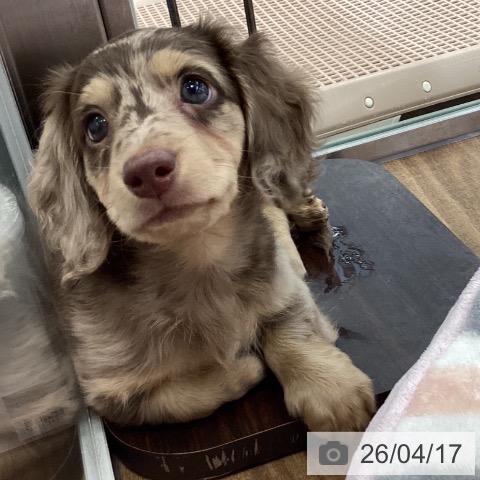 茨城県のミニチュアダックスフンド(ロング) (ペッツワン つくば店/2026年2月13日生まれ/男の子/チョコレートダップル)の子犬の4枚目の画像