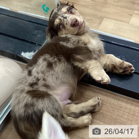 茨城県のミニチュアダックスフンド(ロング) (ペッツワン つくば店/2026年2月13日生まれ/男の子/チョコレートダップル)の子犬の3枚目の画像