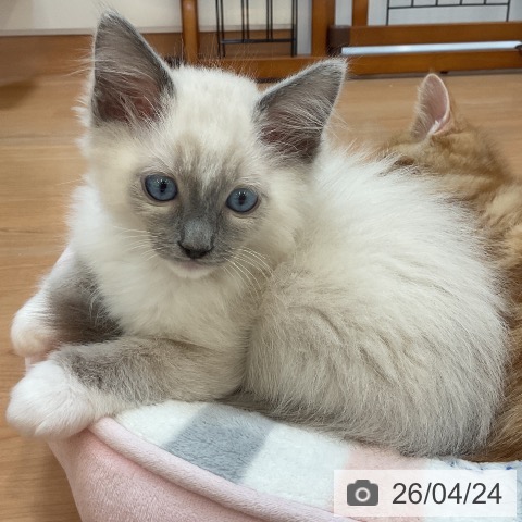 埼玉県のラグドール (ペッツワン 浦和美園店/2026年2月13日生まれ/男の子/ブルーポイントミテッド)の子猫の4枚目の画像