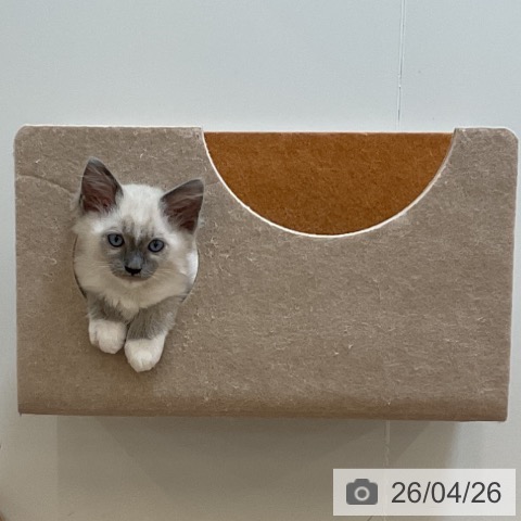 埼玉県のラグドール (ペッツワン 浦和美園店/2026年2月13日生まれ/男の子/ブルーポイントミテッド)の子猫の3枚目の画像