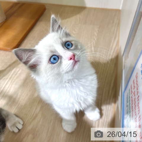 ラグドールの写真