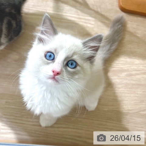 ラグドールの写真