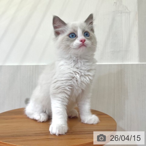 ラグドールの写真