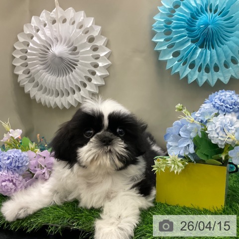 シー・ズーの写真