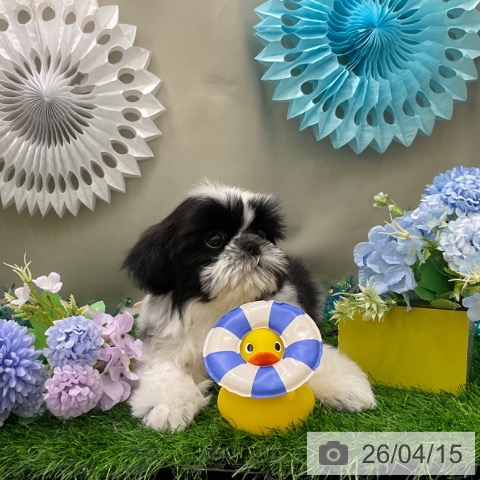 シー・ズーの写真