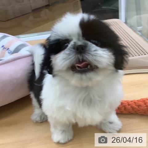 埼玉県のシーズー (ペットプラス 羽生店/2026年2月11日生まれ/女の子/ホワイトブラック)の子犬の3枚目の画像