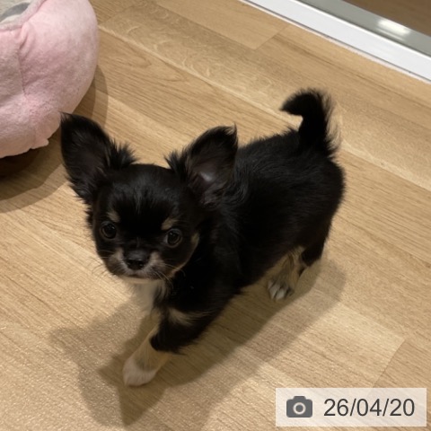 岩手県のチワワ(ロング) (ペットプラス 盛岡南店/2026年2月13日生まれ/男の子/ブラックタンホワイト)の子犬の4枚目の画像