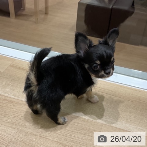 岩手県のチワワ(ロング) (ペットプラス 盛岡南店/2026年2月13日生まれ/男の子/ブラックタンホワイト)の子犬の3枚目の画像