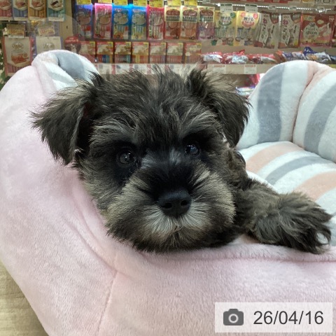 群馬県のミニチュアシュナウザー (ペットプラス 前橋店/2026年2月14日生まれ/男の子/ソルトペッパー)の子犬の4枚目の画像