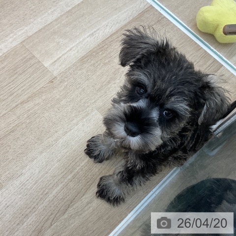 群馬県のミニチュアシュナウザー (ペットプラス 前橋店/2026年2月14日生まれ/男の子/ソルトペッパー)の子犬の3枚目の画像