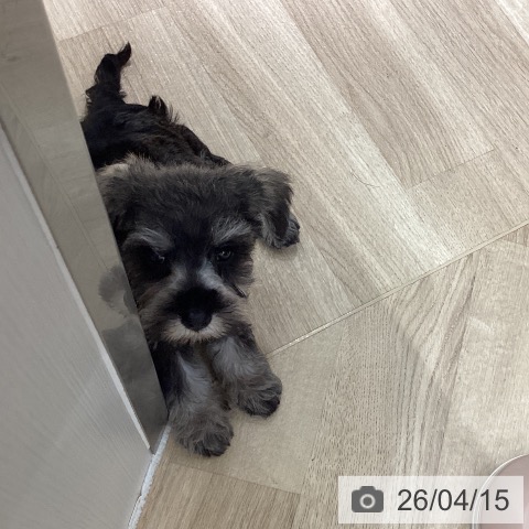 埼玉県のミニチュアシュナウザー (ペットプラス イオンモール春日部店/2026年2月14日生まれ/女の子/ソルトペッパー)の子犬の4枚目の画像