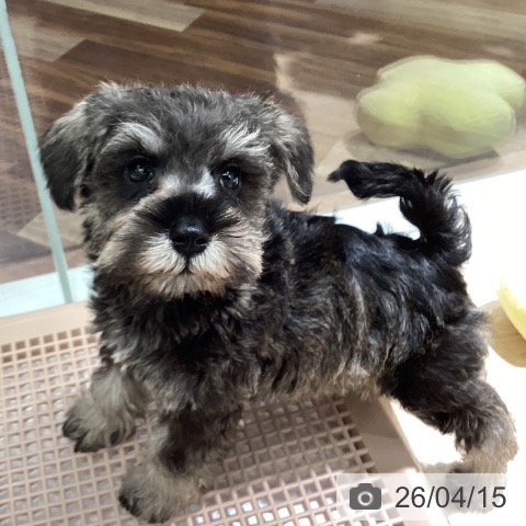 埼玉県のミニチュアシュナウザー (ペットプラス イオンモール春日部店/2026年2月14日生まれ/女の子/ソルトペッパー)の子犬の3枚目の画像