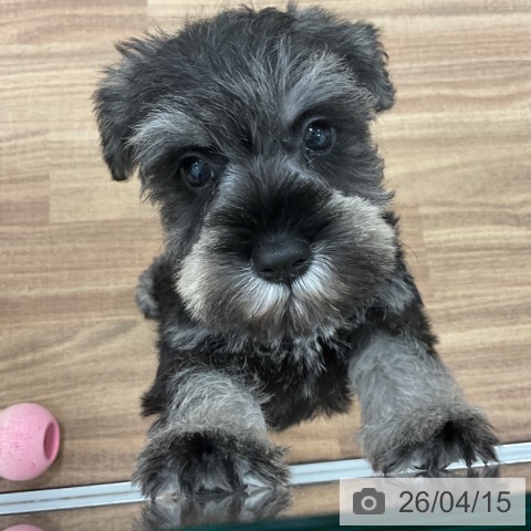 ミニチュア・シュナウザーの写真