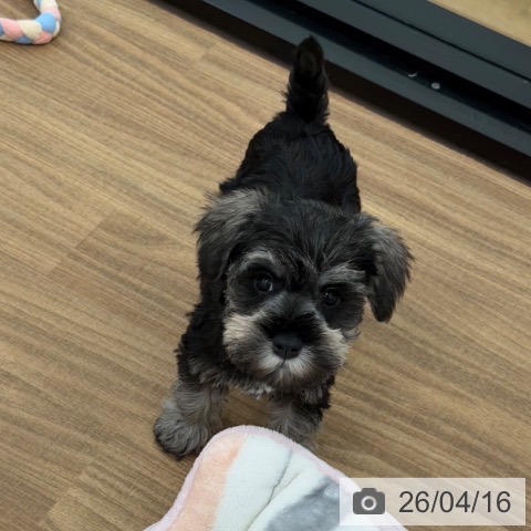 ミニチュア・シュナウザーの写真