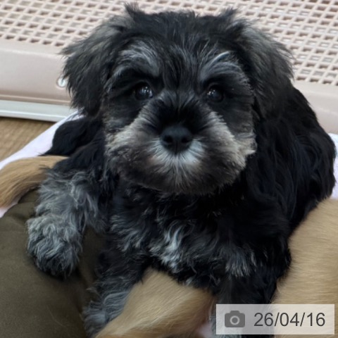 ミニチュア・シュナウザーの写真