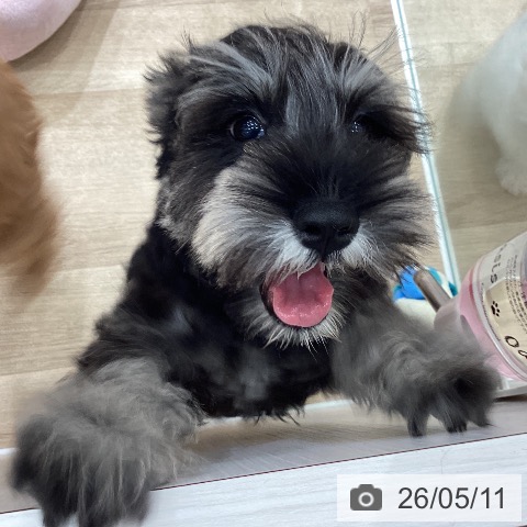 埼玉県のミニチュアシュナウザー (ペットプラス ピオニウォーク東松山店/2026年2月14日生まれ/女の子/ソルトペッパー)の子犬の3枚目の画像