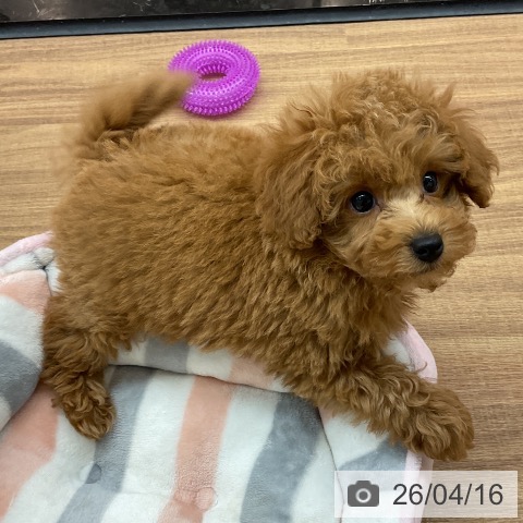 東京都のトイプードル(トイ) (ペッツワン 青梅インター店/2026年2月14日生まれ/男の子/レッド)の子犬の4枚目の画像