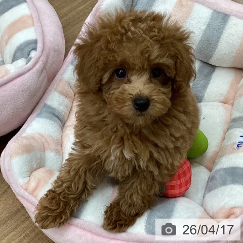 東京都のトイプードル(トイ) (ペッツワン 青梅インター店/2026年2月14日生まれ/男の子/レッド)の子犬の3枚目の画像