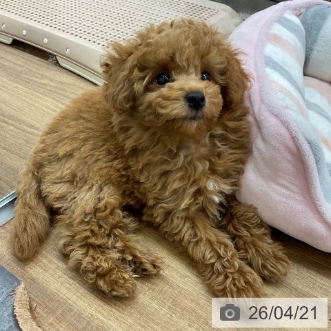 東京都のトイプードル(トイ) (ペッツワン 青梅インター店/2026年2月14日生まれ/男の子/レッド)の子犬の3枚目の画像