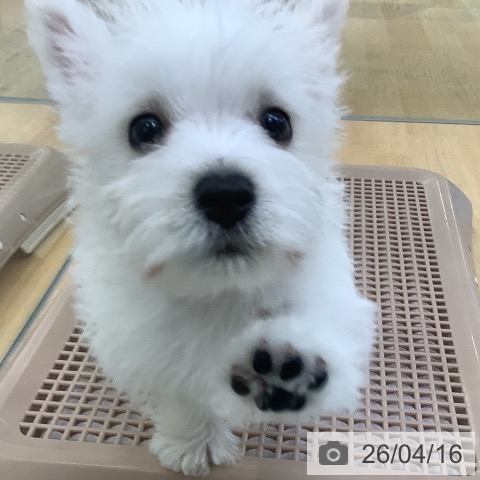 ウエスト・ハイランド・ホワイト・テリアの写真