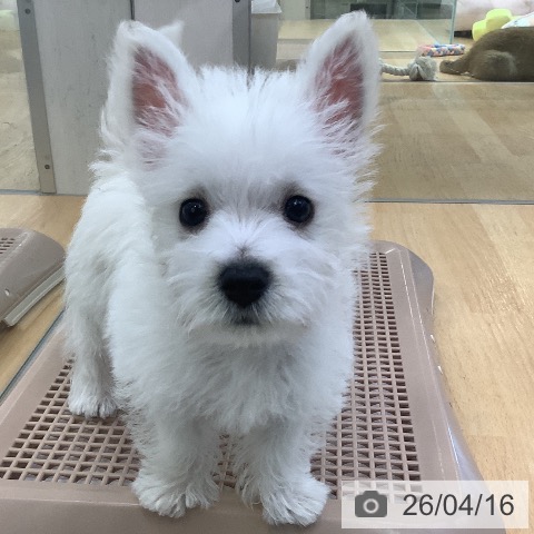 ウエスト・ハイランド・ホワイト・テリアの写真