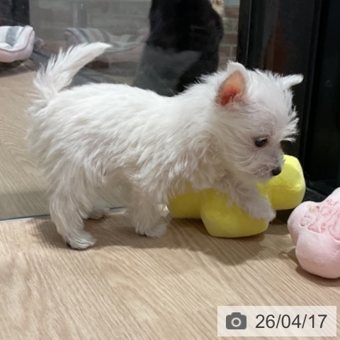 ウエスト・ハイランド・ホワイト・テリアの写真