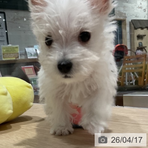 ウエスト・ハイランド・ホワイト・テリアの写真