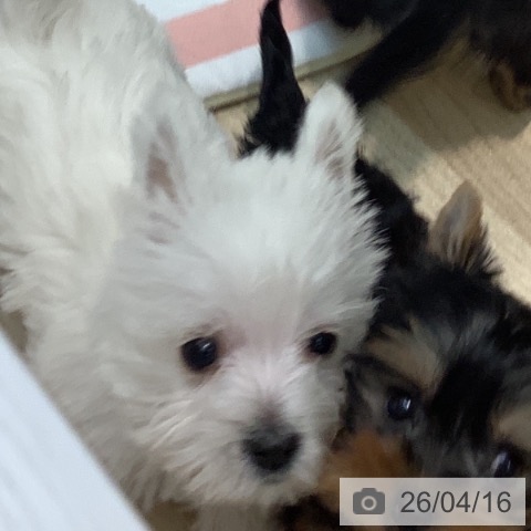 ウエスト・ハイランド・ホワイト・テリアの写真