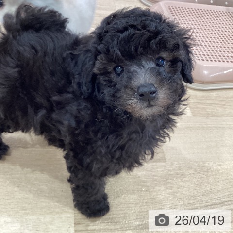 神奈川県のトイプードル(トイ) (ペットプラス ゆめが丘ソラトス店/2026年2月14日生まれ/男の子/シルバー)の子犬の4枚目の画像