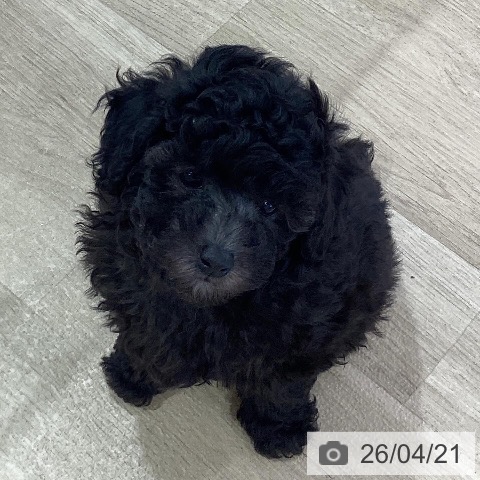 神奈川県のトイプードル(トイ) (ペットプラス ゆめが丘ソラトス店/2026年2月14日生まれ/男の子/シルバー)の子犬の3枚目の画像