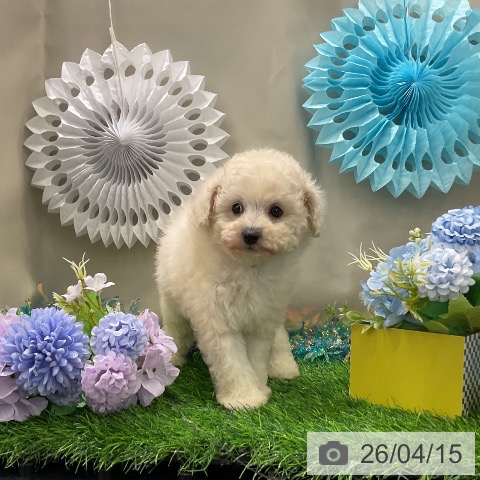 トイ・プードルの写真