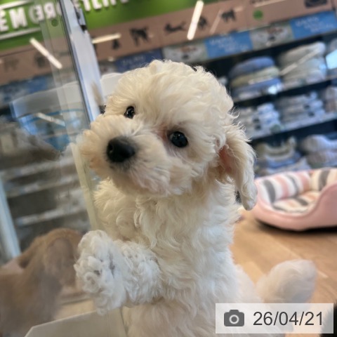 千葉県のトイプードル(トイ) (ペットプラス コトエ流山おおたかの森店/2026年2月14日生まれ/女の子/ホワイト)の子犬の4枚目の画像