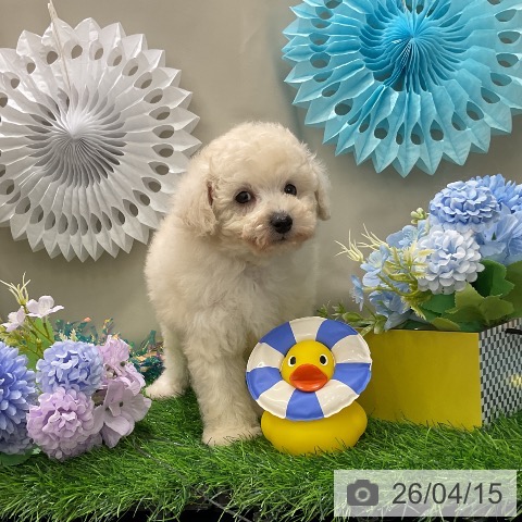 トイ・プードルの写真