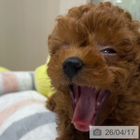トイ・プードルの写真