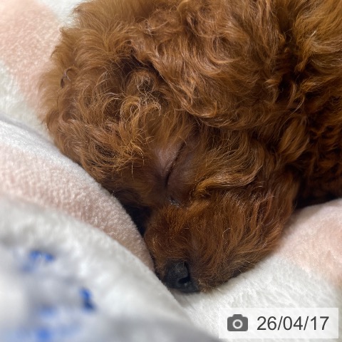 長野県のトイプードル(トイ) (ペットプラス 須坂店/2026年2月14日生まれ/男の子/レッド)の子犬の4枚目の画像