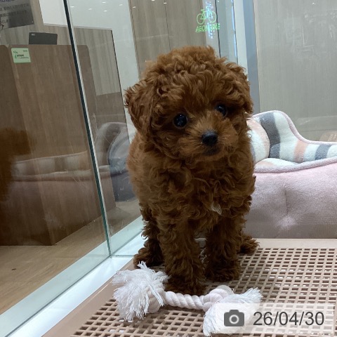 長野県のトイプードル(トイ) (ペットプラス 須坂店/2026年2月14日生まれ/男の子/レッド)の子犬の4枚目の画像