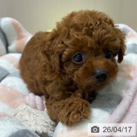 長野県のトイプードル(トイ) (ペットプラス 須坂店/2026年2月14日生まれ/男の子/レッド)の子犬の4枚目の画像