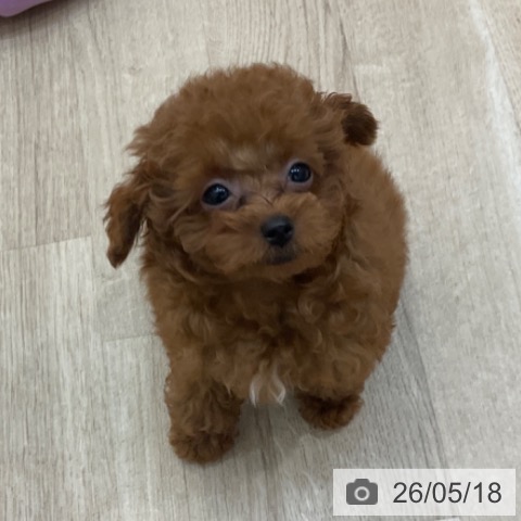 長野県のトイプードル(トイ) (ペットプラス 上田店/2026年2月14日生まれ/男の子/レッド)の子犬の4枚目の画像