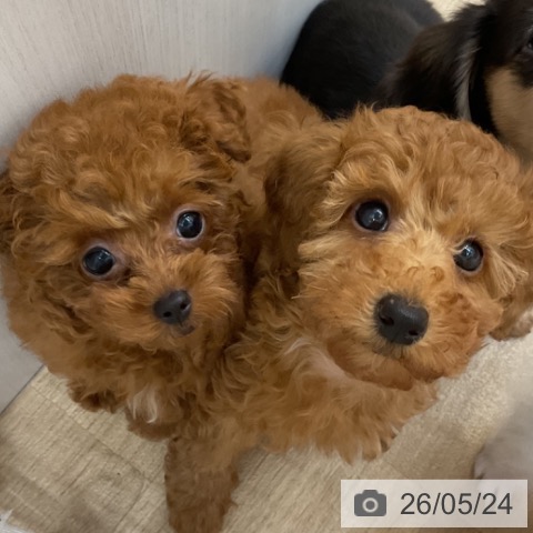 長野県のトイプードル(トイ) (ペットプラス 上田店/2026年2月14日生まれ/男の子/レッド)の子犬の4枚目の画像