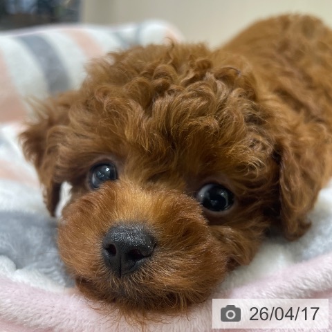 長野県のトイプードル(トイ) (ペットプラス 須坂店/2026年2月14日生まれ/男の子/レッド)の子犬の3枚目の画像