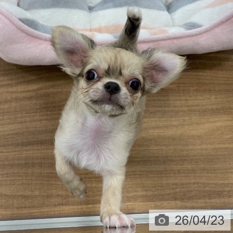 チワワの写真