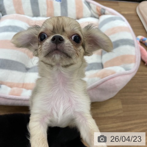チワワの写真