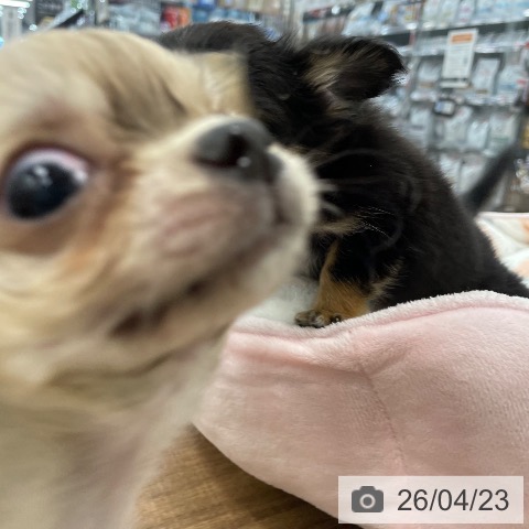 チワワの写真