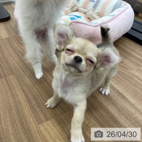 チワワの写真