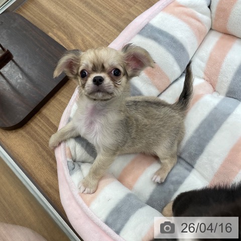 茨城県のチワワ(ロング) (ペッツワン つくば店/2026年2月2日生まれ/男の子/フォーンホワイト)の子犬の4枚目の画像