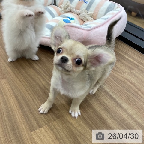 チワワの写真
