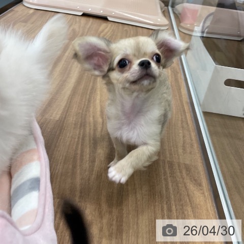 チワワの写真
