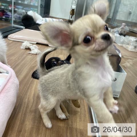 チワワの写真