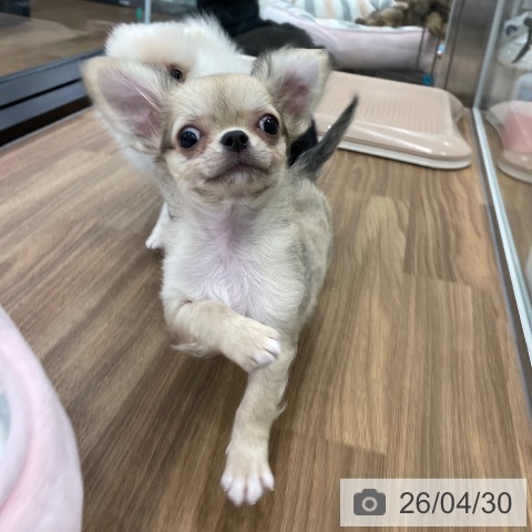 チワワの写真