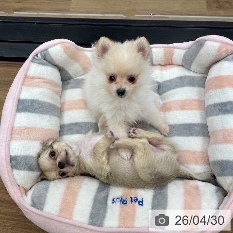 茨城県のチワワ(ロング) (ペッツワン つくば店/2026年2月2日生まれ/男の子/フォーンホワイト)の子犬の4枚目の画像